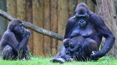 Gorillababy (10).jpg